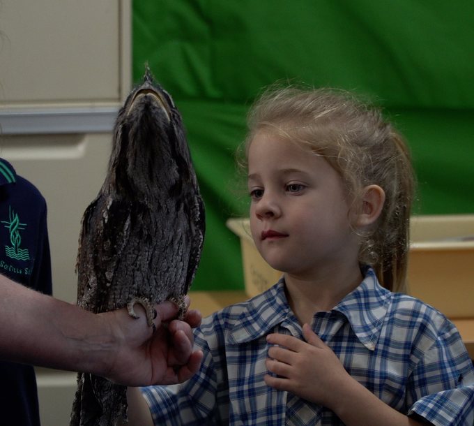 Little girl with tawny frogmouth.jpg